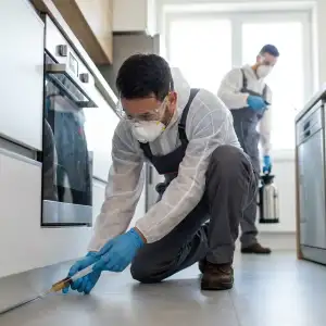 matar baratas cozinha desbaratizações porto 24h antiPRAGAS