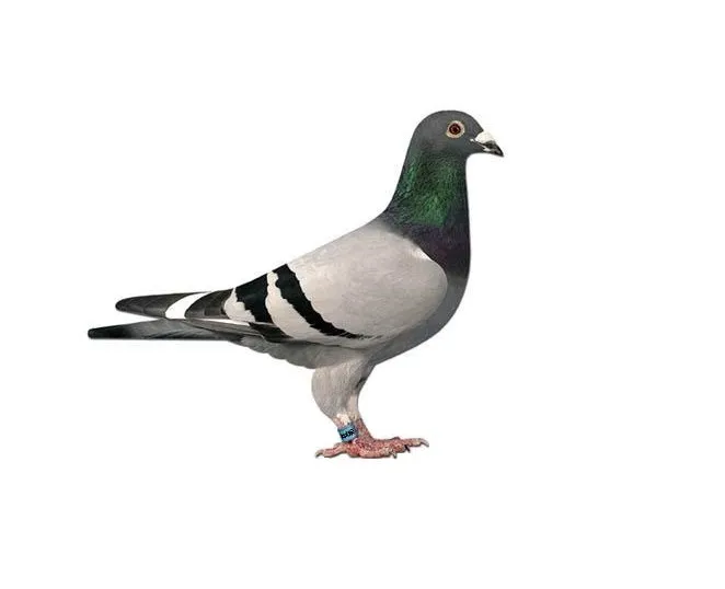 Pombo urbano, possível origem de ácaros de aves