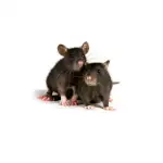 dESRATIZAÇÃO MATAR RATOS POTO 24H ANTIPRAGAS