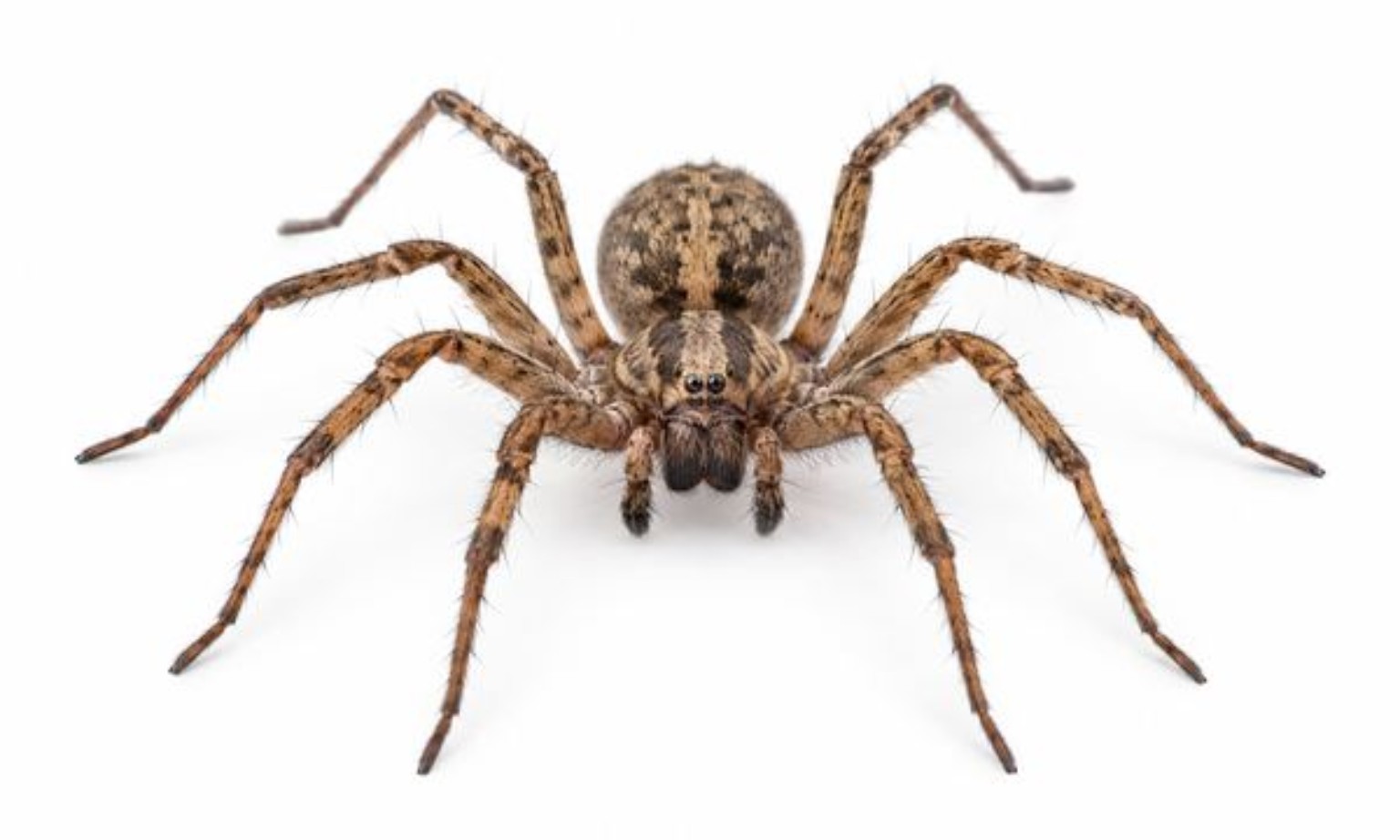 Aranha — desinfestação profissional antiPRAGAS